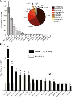 MircroRNA Let-7a-5p in Airway Smooth Muscle Cells is Most Responsive to High Stretch in Association With Cell Mechanics Modulation